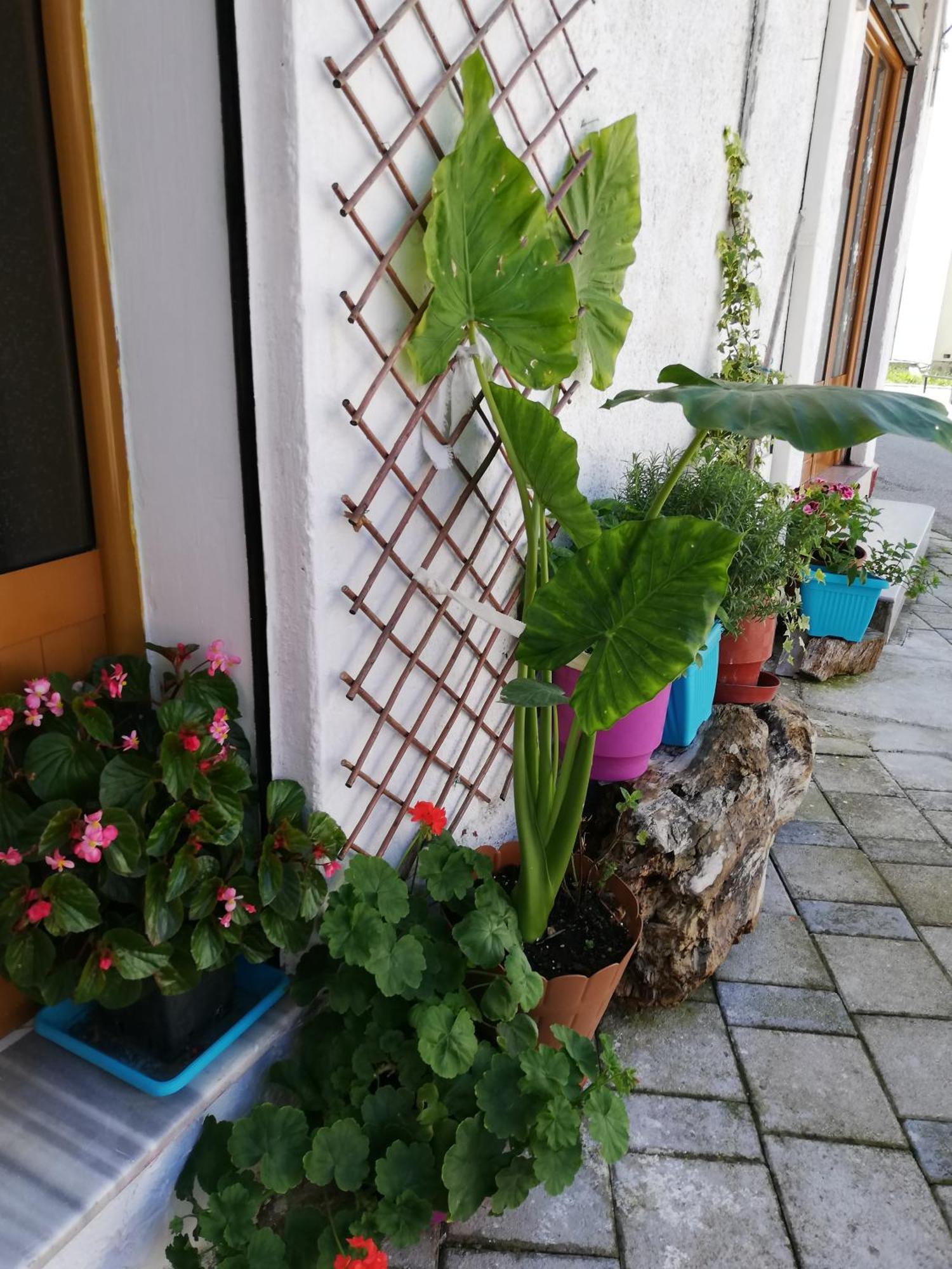 Casa Mia Vandrerhjem Vlorë Eksteriør bilde